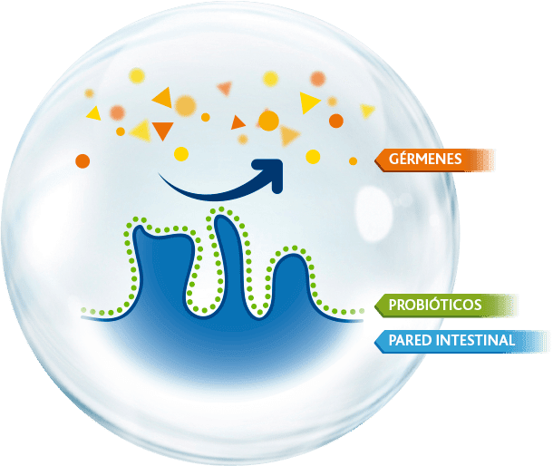 como actuan los probioticos