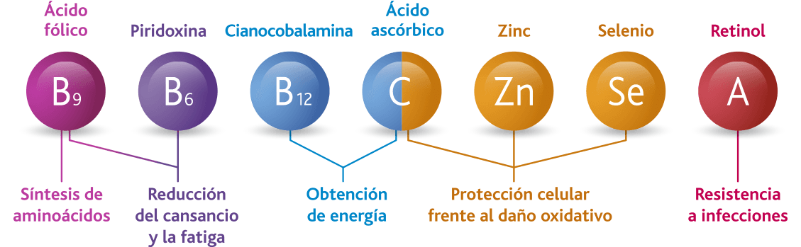 sistema inmunitario