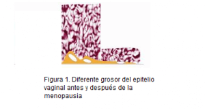 probioticos-ósteoporosis