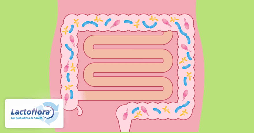 Flora Intestinal