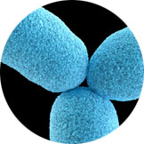 Bifidobacterium lactis HN019