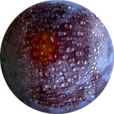 Ciruela