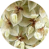 Plantago ovata